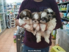 CACHORRITOS DE SHITZU, PRECIOSOS 338 EUROS - mejor precio | unprecio.es