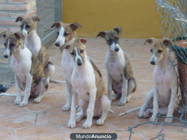 cachorros WHIPPET (galgo enano) con pedigree campeones