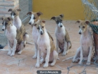 cachorros WHIPPET (galgo enano) con pedigree campeones - mejor precio | unprecio.es