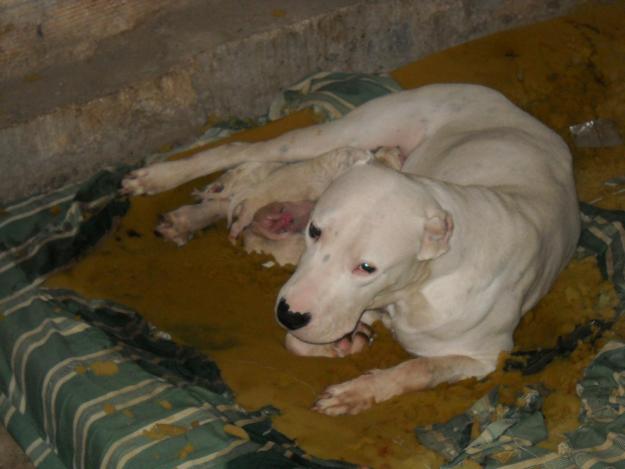 camada dogo argentino