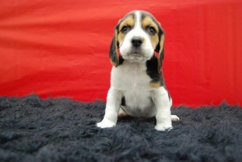 camadita de beagle, cachorros de buena linea
