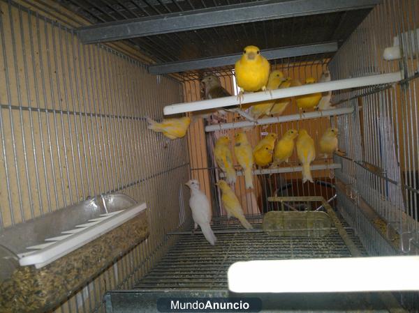 canarios y canarias 2012