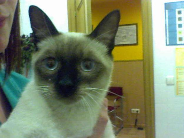 GATO SIAMES ENCONTRADO EN CUARTE DE HUERVA ZARAGOZA
