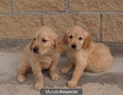 Magníficos cachorros de Golden Retriever.  - Asturias