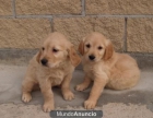 Magníficos cachorros de Golden Retriever. - Asturias - mejor precio | unprecio.es