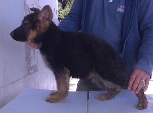 MAGNIFICOS CACHORROS DE PASTOR ALEMAN PEDEGRI LOE 250E