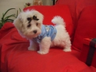Maltese - cachorros rojo-leonado - mejor precio | unprecio.es