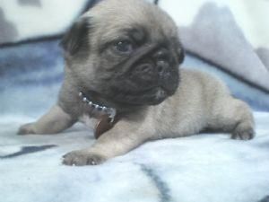 PUG cachorros gratis adopción.