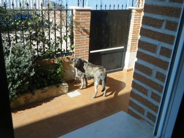 regalo alano hembra
