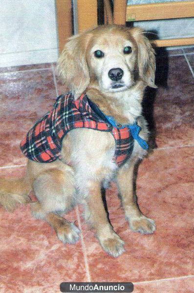 regalo perro