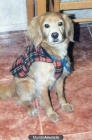 regalo perro - mejor precio | unprecio.es