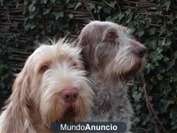 spinone italiano