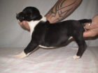 STAFFORSHIRE BULL TERRIER, CACHORROS CON PEDEGREE, CACHORROS DE CALIDAD, CACHORROS DE PURA RAZA - mejor precio | unprecio.es