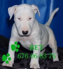 Tu Bullterrier excelentes cachorritos - mejor precio | unprecio.es