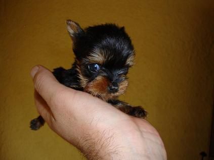 yorkshires terrier,nuevas camadas,alta selection,linea coramonte,