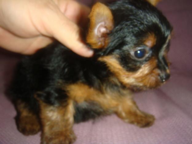 cachorritos de yorkshire terrier