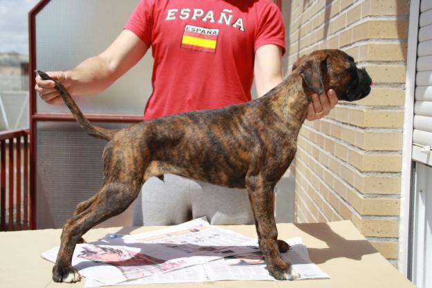 cachorro boxer