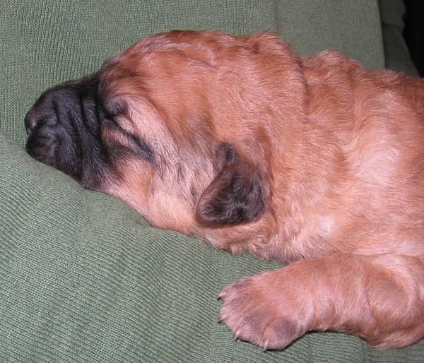 CACHORRO HEMBRA TOTALMENTE GRATIS