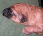 CACHORRO HEMBRA TOTALMENTE GRATIS - mejor precio | unprecio.es