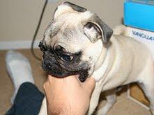 cachorros pug