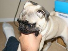 cachorros pug - mejor precio | unprecio.es