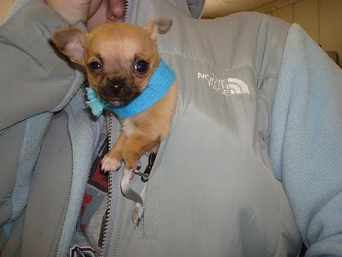 chihuahua precioso marron busca un dulce hogar