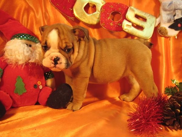 dulces cachorros bulldog Inglés para la Navidad//