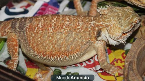 Hembra de pogona red