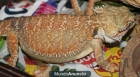 Hembra de pogona red - mejor precio | unprecio.es