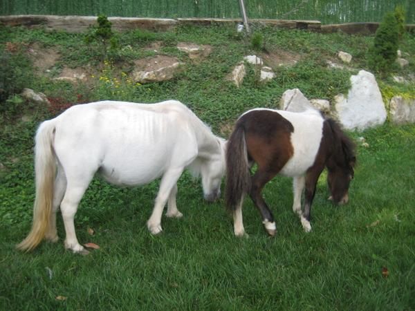 Pony Shetland