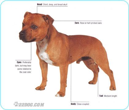 Staffordshire Bull Terrier