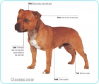 Staffordshire Bull Terrier - mejor precio | unprecio.es