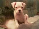 vendo boxer
