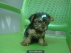 vendo yorkshires - mejor precio | unprecio.es