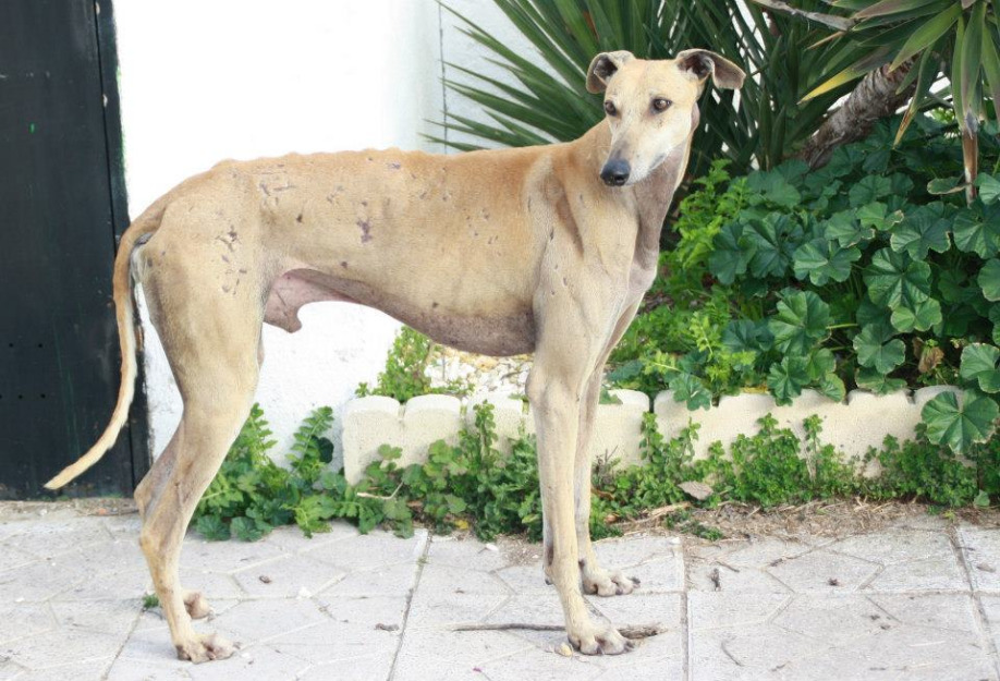 Cronos, galgo 5 años