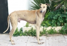 Cronos, galgo 5 años - mejor precio | unprecio.es