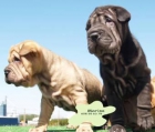 ¡Ocasion economica,preciosos  shar-pei - mejor precio | unprecio.es
