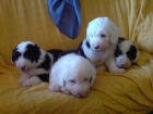 BOBTAIL cachorros 300 euros - mejor precio | unprecio.es