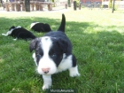 Cachorro Border Collie - mejor precio | unprecio.es
