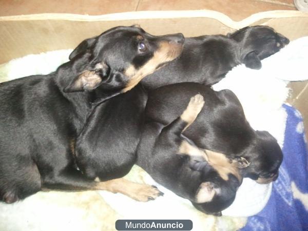 cachorros ratero mallorquin