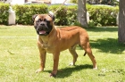 cahorros de bullmastiff - mejor precio | unprecio.es