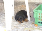 excelente camada de rottweiler - mejor precio | unprecio.es