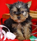 Inicio plantear cachorros Yorkshire terrier disponibles para Navidad. - mejor precio | unprecio.es