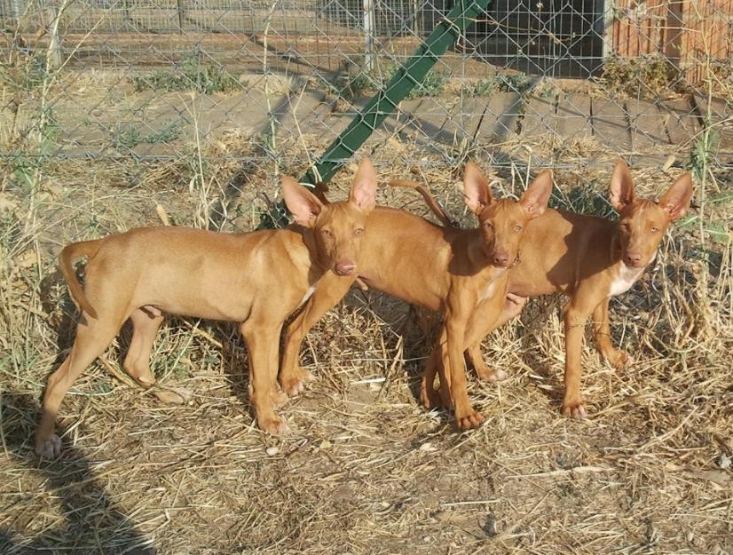 Podenco Andaluz