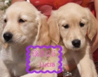 Se vende camada de Labrador, impresionantes - mejor precio | unprecio.es