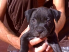 SE VENDE HEMBRA STAFFORDSHIRE BULL TERRIER CACHORRA - mejor precio | unprecio.es