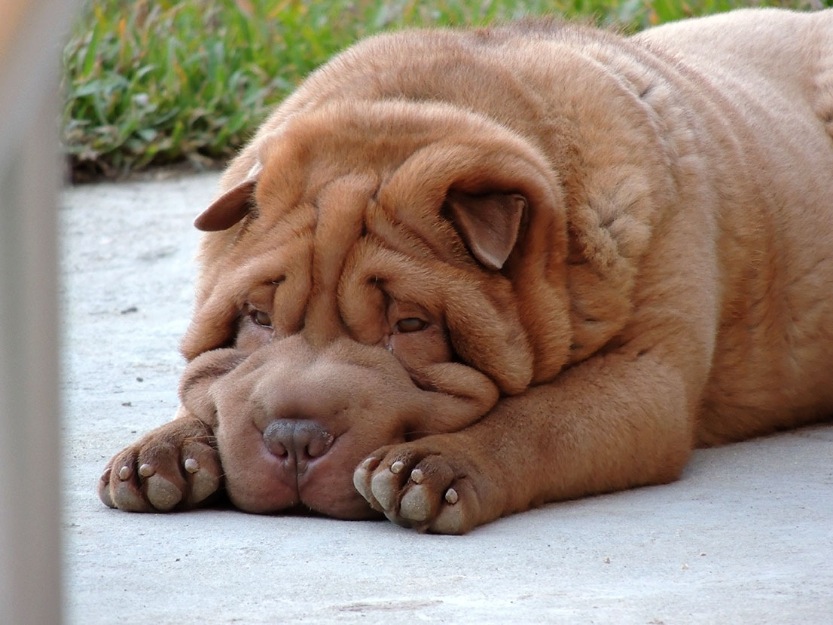 Shar pei chocolate para montas