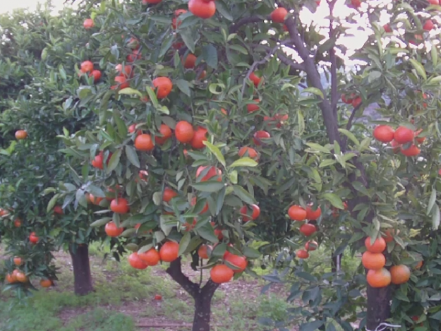 Vendo cosecha de naranjas