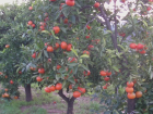 Vendo cosecha de naranjas - mejor precio | unprecio.es