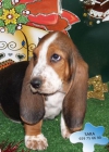 Basset hound, ¡sorprende a tu familia en Navidad - mejor precio | unprecio.es